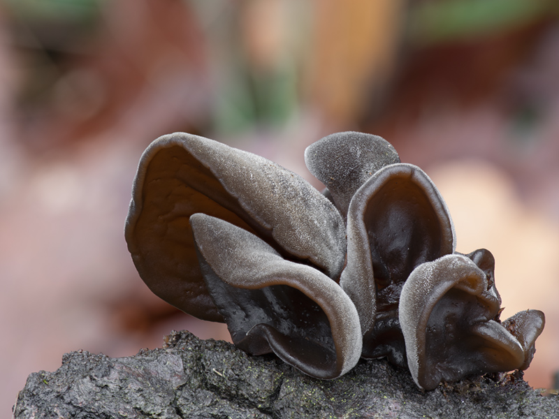 Auricularia cerrina